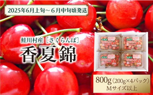 【令和7年産 早期受付】 鮭川村産さくらんぼ ＜香夏錦＞ M～Lサイズ混合 フードパック800g（200g×4P） 1567695 - 山形県鮭川村