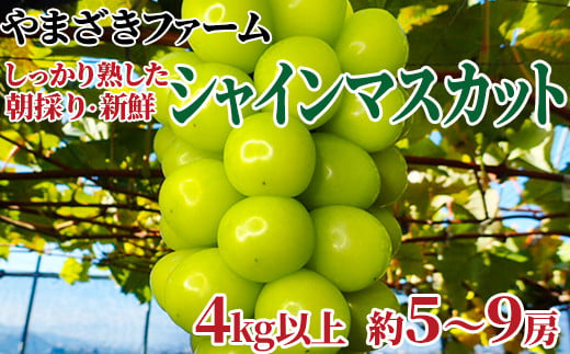 [No.5657-3853]【先行予約】大人気！ 長野県産シャインマスカット 4kg以上 (約5～9房) 《やまざきファーム》しっかり熟した、朝採り・新鮮ぶどう！■2025年発送■※9月中旬頃～11月中旬頃まで順次発送予定 1122023 - 長野県須坂市