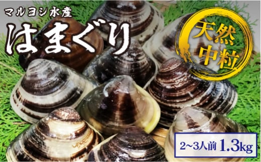 マルヨシ水産　桑名産中粒天然蛤　1.3kg_はまぐり　ハマグリ　魚介　貝　魚貝　活はまぐり　焼きはま　海鮮　網焼き　酒蒸し　お吸い物　パエリア　パスタ　b_65 741617 - 三重県桑名市