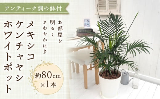 観葉植物 インテリア メキシコケンチャヤシ ホワイトポット 約80cm×1 京都 室内 おしゃれ オフィス リビング 人気 おすすめ 玄関