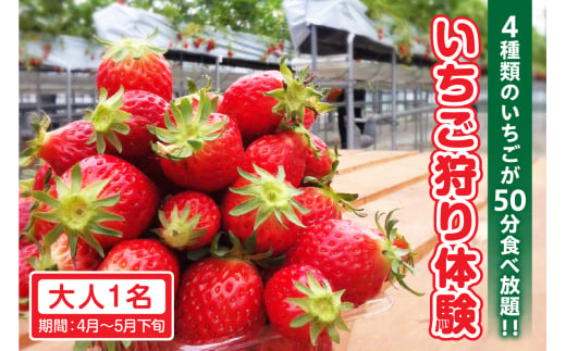 4種類のいちごが50分食べ放題!!いちご狩り体験(4月〜5月下旬)大人1名