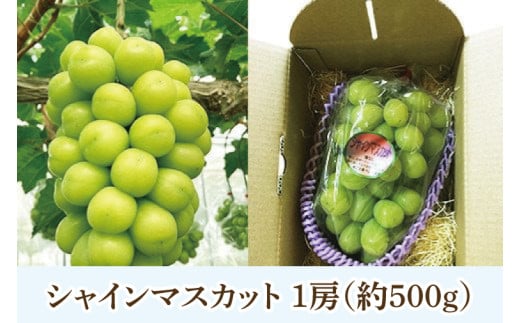 茨城県阿見町のふるさと納税 49-05【先行予約】【2025年10月以降発送】 シャインマスカット 雄宝 食べ比べ【マスカット ぶどう ブドウ 葡萄 フルーツ 果物 阿見町 茨城県】