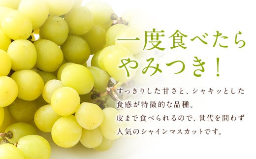 【訳あり】農園直送！ シャインマスカット 約2kg