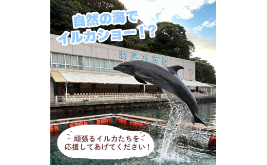 選べるチケット】 あわしまマリンパーク 入園チケット 大人1名チケット・ペアチケット・家族チケット 水族館 イルカ アシカ ペンギン カエル館 沼津  西浦 - 静岡県沼津市｜ふるさとチョイス - ふるさと納税サイト