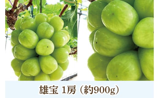 茨城県阿見町のふるさと納税 49-05【先行予約】【2025年10月以降発送】 シャインマスカット 雄宝 食べ比べ【マスカット ぶどう ブドウ 葡萄 フルーツ 果物 阿見町 茨城県】