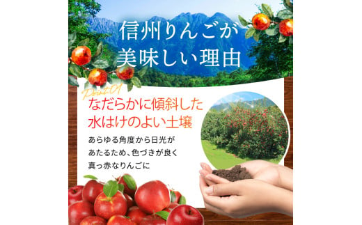 長野県松川村のふるさと納税 *【2024年 令和6年度発送 先行予約】東印平林農園 訳あり 安曇野の サンふじ 約9kg ｜ リンゴ りんご 林檎 果物 フルーツ 果実 果汁 サンふじ さんふじ 家庭用 わけあり 訳アリ 長野県 松川村 信州