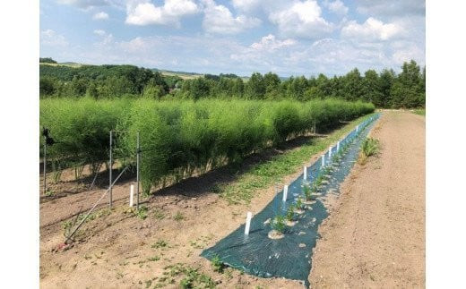 北海道美瑛町のふるさと納税 【2025年産！】北海道 美瑛町幻のアスパラ 本山農場のラスノーブル（グリーンアスパラ）2S～Sサイズ 2kg  | グリーン アスパラガス アスパラ あすぱら あすぱらがす 採れたて 新鮮 旬 産地直送 野菜[012-161]