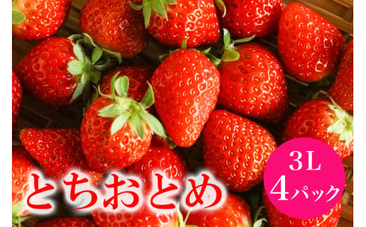 「朝採り新鮮いちご」 とちおとめ 3L いちご イチゴ 苺 4p 4パック 国産 果物 フルーツ くだもの 1月 2月 3月 発送 冬 旬 産地直送 農家直送 産直 甘い デザート スイーツ 家庭用 贈答 贈答用 茨城 茨城県 石岡市 (G200) 791589 - 茨城県石岡市