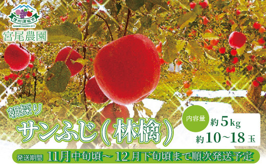 [No.5657-2298]朝採り！サンふじ (林檎) 約5kg (約10～18玉) 《宮尾農園》■2025年発送■※11月中旬頃～12月下旬頃まで順次発送予定 1059931 - 長野県須坂市