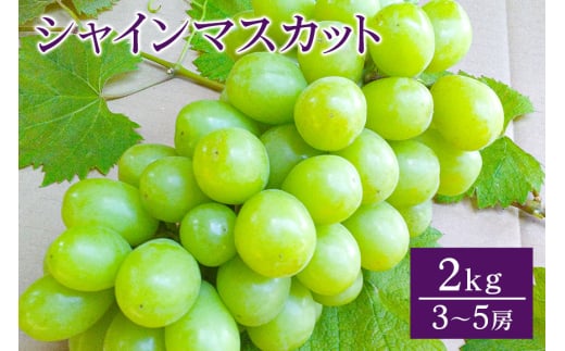 【 2025年 先行予約 】 シャインマスカット 2kg 開田ぶどう園 3房 ～ 5房 ぶどう ブドウ 国産 果物 くだもの 葡萄 フルーツ 2キロ 甘い 糖度 高い 9月 10月 発送 秋 旬 品種 茨城県産 産地直送 産直 農家直送 冷蔵 茨城県 石岡市 (G160) 791518 - 茨城県石岡市