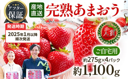 アフター保証 あまおう 約1,100g（約275g×4パック）（先行受付／2025年1月以降順次発送予定）いちご 大粒 不揃い 苺 イチゴ 福岡高級 フルーツ 土産 福岡県 415663 - 福岡県田川市