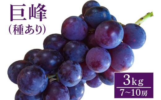 【 2025年 先行予約 】 巨峰 3kg ( 種あり) 開田ぶどう園 7房 ～ 10房 ぶどう ブドウ 国産 果物 くだもの 葡萄 フルーツ 3キロ 8月 下旬 9月 発送 夏 秋 旬 品種 茨城県産 産地直送 産直 農家直送 冷蔵 茨城県 石岡市 (G158) 791516 - 茨城県石岡市