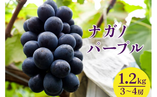 【 2025年 先行予約 】 ナガノパープル 1.2kg 開田ぶどう園 3房 ～ 4房 ぶどう ブドウ 国産 果物 くだもの 葡萄 フルーツ 1.2キロ 1kg 以上 8月 下旬 9月 発送 夏 秋 旬 品種 茨城県産 産地直送 産直 農家直送 冷蔵 茨城県 石岡市 (A01-011) 1554912 - 茨城県石岡市