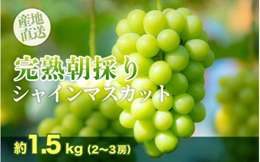 【訳あり】森のおくりもの 朝摘みシャインマスカット2〜3房 約1.5kg