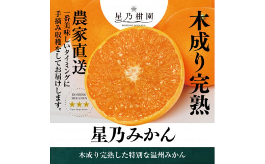 ＜三つ星ブランド＞星乃みかん (5kg)＜A45-55＞【1339340】 1338226 - 愛媛県八幡浜市