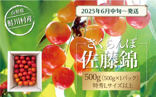 【令和7年産 早期受付】 鮭川村産さくらんぼ ＜佐藤錦＞ 特秀Lサイズ以上バラ詰め 500g 1567697 - 山形県鮭川村