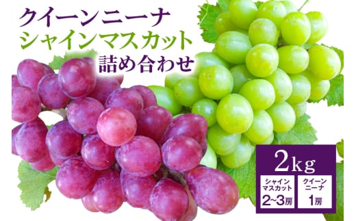 【 2025年 先行予約 】 シャインマスカット ＆ クイーンニーナ 詰め合わせ 2kg 開田ぶどう園 ぶどう ブドウ 国産 果物 くだもの 葡萄 フルーツ セット ギフト 2キロ 9月 10月 発送 夏 秋 旬 産地直送 産直 農家直送 冷蔵 茨城県 石岡市 (G163) 791521 - 茨城県石岡市
