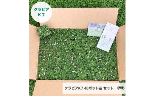 グランドカバー植物「クラピアK7」40ポット苗セット＜お申込書返信後、ご希望日に合わせて発送＞【1339009】