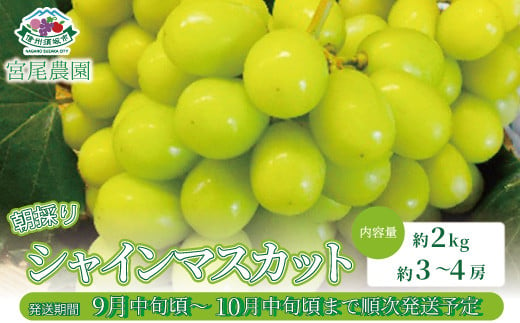 [No.5657-2301]朝採り！シャインマスカット 約2kg (約3～4房) 《宮尾農園》■2025年発送■※9月中旬頃～10月中旬頃まで順次発送予定 1060013 - 長野県須坂市