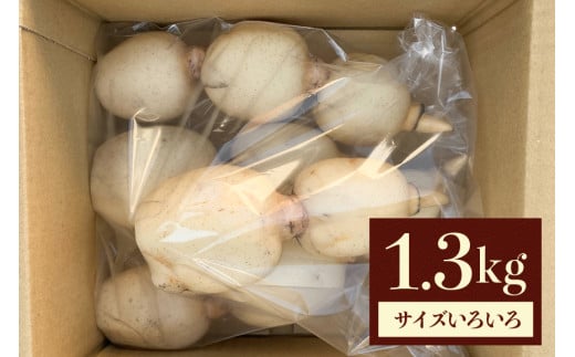 れんこん 1.3kg (サイズいろいろ) 蓮根 レンコン 国産 野菜 旬 根菜 料理 1kg以上 産地直送 産直 送料無料 いばらきみどり認定取得 (G272) 1261178 - 茨城県石岡市