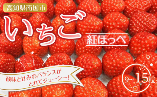 先行予約 いちご 紅ほっぺ 贈答品 1箱（1パック：9～15粒） 2026年1月発送開始 | 高級 厳選 こだわり 贅沢 贈り物 ギフト プレゼント 限定 お取り寄せ 苺 いちご 果物 くだもの フルーツ 人気 旬 甘い 大粒 高糖度 産地直送 期間限定 高知県 南国市