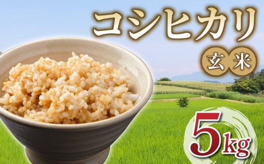 令和6年産 新米！有機肥料使用のコシヒカリ 玄米 5kg｜長野県東御市 1470994 - 長野県東御市