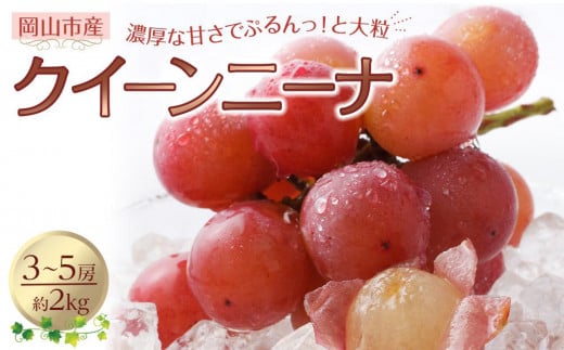 ぶどう 2025年 先行予約 クイーンニーナ 3～5房 合計約2kg 種無し ブドウ 葡萄 岡山市産 国産 フルーツ 果物 渡邊農園 1196782 - 岡山県岡山市