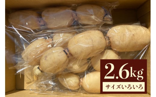 れんこん 2.6kg (サイズいろいろ) 蓮根 レンコン 国産 野菜 旬 根菜 料理 2kg以上 産地直送 産直 送料無料 いばらきみどり認定取得 (G271) 1261177 - 茨城県石岡市