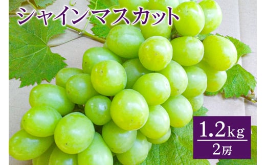 【 2025年 先行予約 】 シャインマスカット 1.2kg 開田ぶどう園 2房 ぶどう ブドウ 国産 果物 くだもの 葡萄 フルーツ 1.2キロ 1kg 以上 甘い 糖度 高い 9月 10月 発送 秋 旬 品種 茨城県産 産地直送 産直 農家直送 冷蔵 茨城県 石岡市 (G159) 791517 - 茨城県石岡市