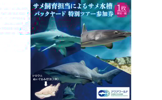 アクアワールド茨城県大洗水族館 サメ飼育員による サメ水槽 バックヤードツアー サメ給餌体験 サメタッチング サメについての講義 サメ卵殻 瓶詰め 標本 (１本) シロワニ ぬいぐるみ (1体) プレゼント アクアワールド 茨城県 大洗 水族館