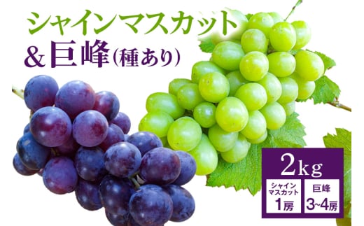【 2025年 先行予約 】 シャインマスカット ＆ 巨峰 （種あり）セット 合計 2kg 開田ぶどう園 ぶどう ブドウ 国産 果物 くだもの 葡萄 フルーツ セット ギフト 2キロ 9月 発送 夏 秋 旬 産地直送 産直 農家直送 冷蔵 茨城県 石岡市 (G162) 791520 - 茨城県石岡市