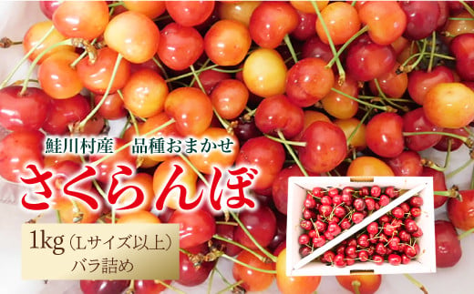 【令和7年産 早期受付】 鮭川村産さくらんぼ ＜品種おまかせ＞ Lサイズ以上バラ詰め 1kg（500g×2P） 1567707 - 山形県鮭川村