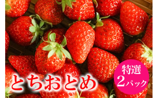 「朝採り新鮮いちご」 とちおとめ 特選 いちご イチゴ 苺 2p 2パック 国産 果物 フルーツ くだもの 1月 2月 3月 発送 冬 旬 産地直送 農家直送 産直 甘い デザート スイーツ 家庭用 贈答 贈答用 茨城 茨城県 石岡市 (G199) 791588 - 茨城県石岡市