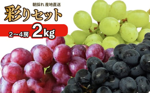 先行予約 ぶどう 2kg 2〜4房 詰め合わせ 川島えがお倶楽部 ぶどう 彩りセット 葡萄 ぶどう ブドウ 贈答 果物 くだもの フルーツ セット 紫玉 ハニービーナス ピオーネ 雄宝 BKシードレス ベリーA ベリーエー クィンニーナ マスカサーティーン グロスクローネ 旬 令和7年発送 期間限定 2025年 8月中旬発送予定〜