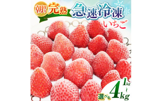 [★先行予約][千葉県君津市 渡邉いちご園] 完熟・急速冷凍いちご 選べる 1kg 2kg 3kg 4kg | 苺 いちご イチゴ 果物 フルーツ 果実 果汁 冷凍 冷凍食品 冷凍いちご 朝採り 完熟 新鮮 スムージー 大容量 オススメ 千葉県 君津市 きみつ 令和7年4月以降順次発送