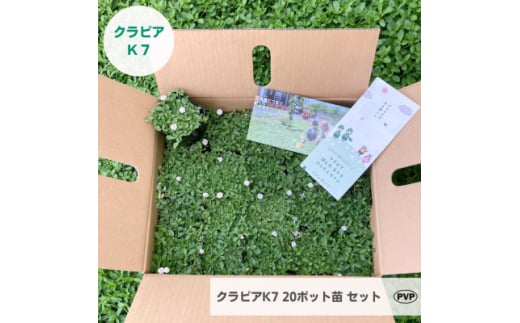 グランドカバー植物「クラピアK7」20ポット苗セット＜お申込書返信後、ご希望日に合わせて発送＞【1339002】