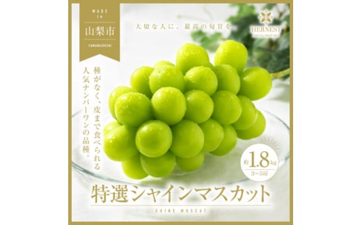 2025年先行受付 山梨県山梨市産　特選　旬の採れたてシャインマスカット　約1.8kg　3～5房【1365850】 576738 - 山梨県山梨市