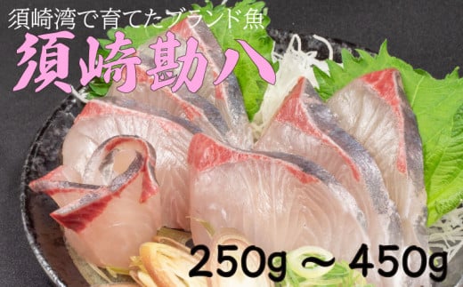 須崎勘八 250g～450g | 勘八 環八 カンパチ かんぱち ブランド 魚 鮮魚 海鮮 刺身 さしみ 焼き魚 料理 簡単調理 背 腹 下処理有 高知県 須崎市  1574670 - 高知県須崎市