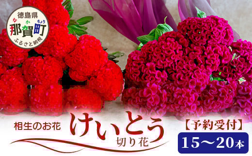 【先行受付】徳島県 那賀町産 けいとう 15本～20本 【6月中旬～9月発送】【徳島県 那賀町 相生の花 生花 お花 花束 生け花 華道 鶏頭 ケイトウ プレゼント 贈り物 フラワーアレンジメント インテリア ドライフラワー 切り花 生産者直送 】 MN-1 1131442 - 徳島県那賀町