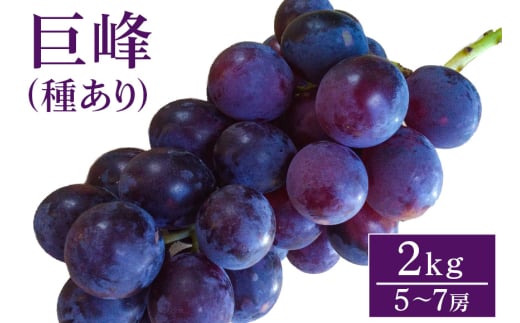 【 2025年 先行予約 】 巨峰 2kg ( 種あり ) 開田ぶどう園 5房 ～ 7房 ぶどう ブドウ 国産 果物 くだもの 葡萄 フルーツ 2キロ 8月 下旬 9月 発送 夏 秋 旬 品種 茨城県産 産地直送 産直 農家直送 冷蔵 茨城県 石岡市 (G157) 791515 - 茨城県石岡市