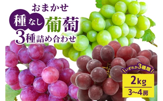 【 2025年 先行予約 】 おまかせ 種なし 葡萄 3種 詰め合わせ 2kg 開田ぶどう園 3房 ～ 4房 種無し 品種 お任せ 食べ比べ セット ぶどう ブドウ 果物 くだもの フルーツ 2キロ 9月 10月 発送 秋 旬 茨城県産 産地直送 産直 農家直送 冷蔵 茨城県 石岡市 (G165) 791523 - 茨城県石岡市