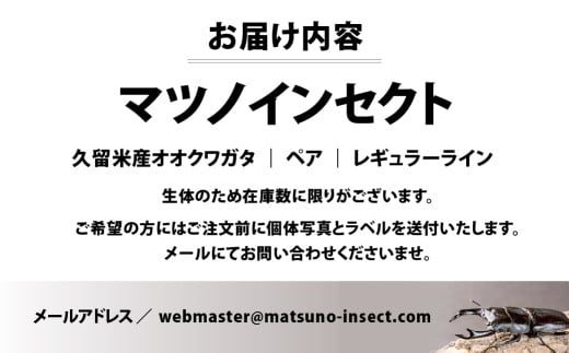 マツノインセクト 久留米産 オオクワガタ 83mm ペア レギュラーライン 国産 久留米 ブリーダー 松野 送料無料 愛知県 豊橋市 -  愛知県豊橋市｜ふるさとチョイス - ふるさと納税サイト