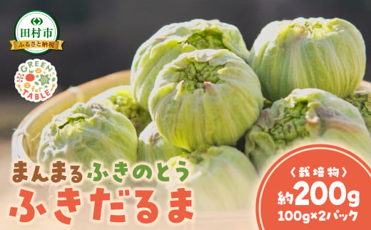 まんまる ふきのとう 「ふきだるま」2パック（約100g×2パック） 栽培物 山菜 新鮮 野菜 農家直送 ギフト 贈答 プレゼント 福島県 田村市 田村 GREEN for TABLE 1582258 - 福島県田村市