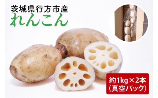 【真空パック】【洗い】「横瀬農園のれんこん」 約２kg（２本入）/ 農家直送 レンコン れんこん 茨城県産 野菜 根菜 行方市産  新鮮 栄養豊富 生産量 日本一(HB-3) 1714217 - 茨城県行方市