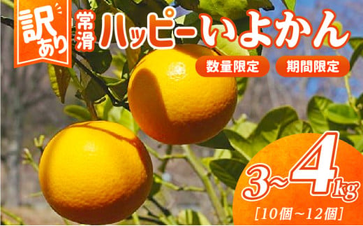 【訳あり】常滑ハッピーいよかん 1499893 - 愛知県常滑市