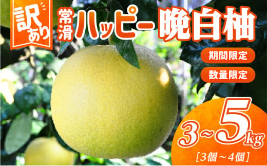 【訳あり】常滑ハッピー晩白柚 1499891 - 愛知県常滑市