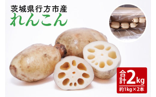 【洗い】「横瀬農園のれんこん」約２kg（２本入）/ 農家直送 レンコン れんこん 茨城県産 野菜 根菜 行方市産  新鮮 栄養豊富 生産量 日本一(HB-5) 1714219 - 茨城県行方市