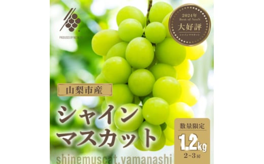 ＜2025年先行受付＞ シャインマスカット 2～3房(計約1.2kg)＜訳あり＞【1567960】