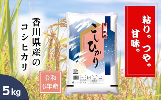 【令和6年産】香川県産 コシヒカリ 5kg 1袋　米 お米 精米 こしひかり 粘り つや 甘味 1580963 - 香川県丸亀市