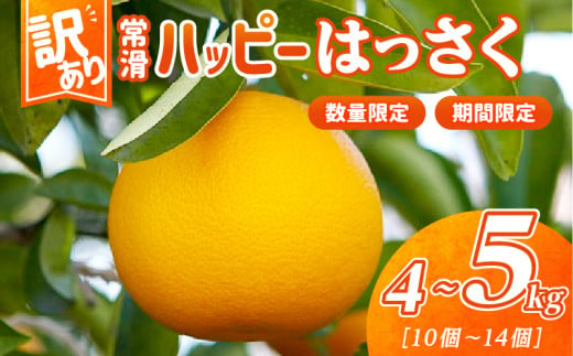 【訳あり】常滑ハッピーはっさく 1499899 - 愛知県常滑市